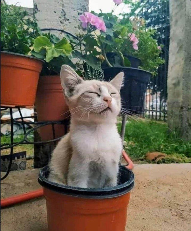 Don't bother me, I'm busy growing!