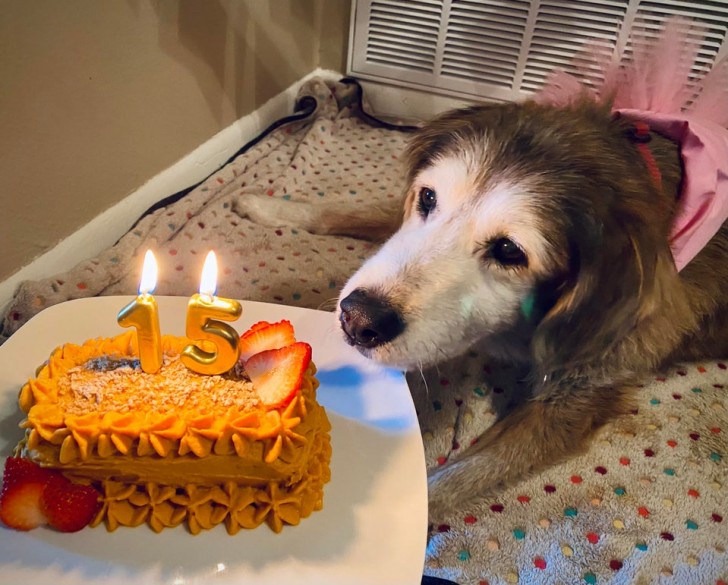 Gefeliciteerd met je 15 jaar, lieve hond van me!