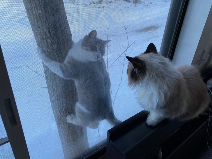 Every morning, they greet each other like this!