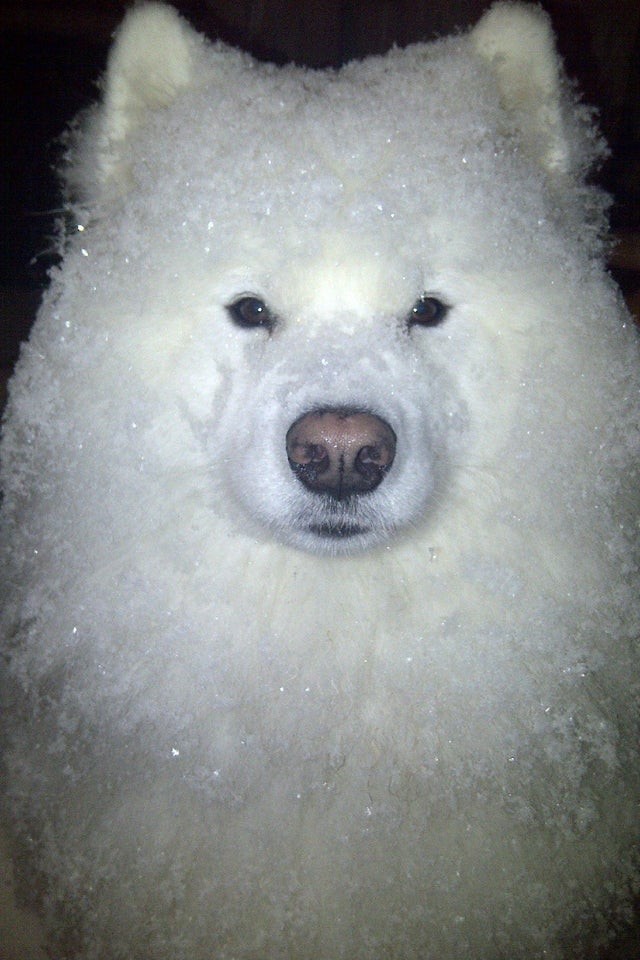 ¡Mi perro es tan hermoso que parece de peluche!