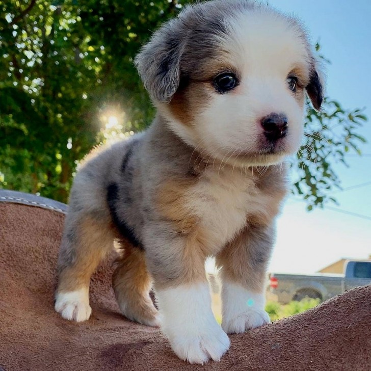 Una palla di pelo praticamente irresisitibile!