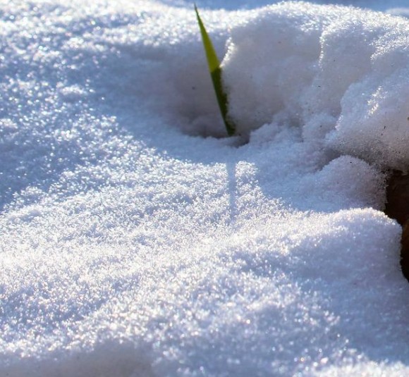 13. Ein Blatt lugt aus dem Schnee hervor und wir fragen uns: Was verbirgt sich wohl noch unter dieser dicken weißen Decke?