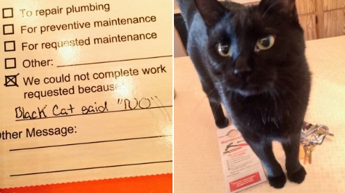 1. Cet homme a appelé des ouvriers pour faire des travaux de manutention chez lui, mais ils lui ont laissé un message lui disant que le chat faisait obstacle au travail.
