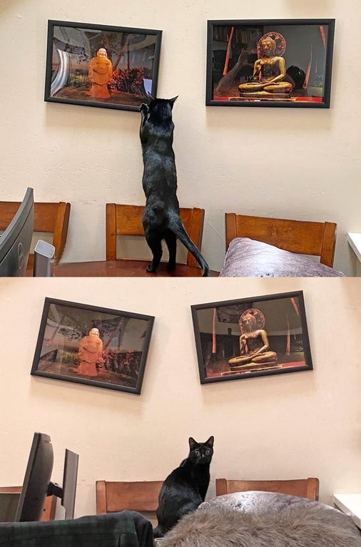 10. Chaque fois que le maître remet en place les tableaux, le chat intervient pour les chambouler. Il est peut-être temps de les accrocher sur le plafond, et défier les lois de la gravité.

