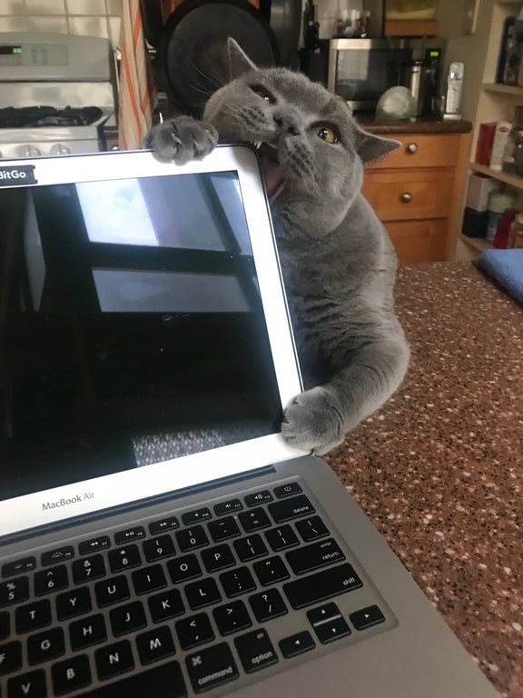 15. Il est vraiment difficile de travailler avec un chat intelligent à la maison : il a décidé aujourd'hui que l'ordinateur du maître est le nouveau jouet.
