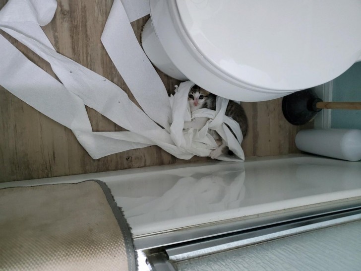 19. Der Besitzer ging auf die Toilette und fand diese Szene vor. Es ist vielleicht an der Zeit, sich mit Rollen Toilettenpapier einzudecken.