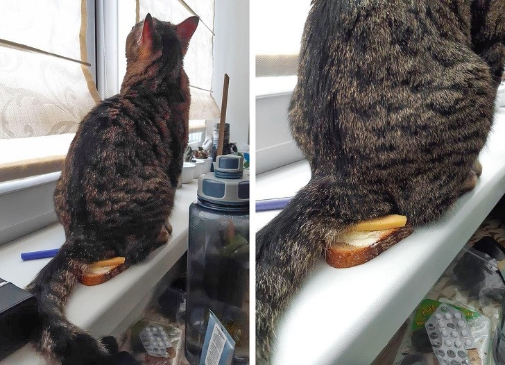 21. Dieser Besitzer verabschiedete sich von seinem Frühstück: Die Katze beschloss, es als Kissen zu benutzen, um bequem die Landschaft zu beobachten.