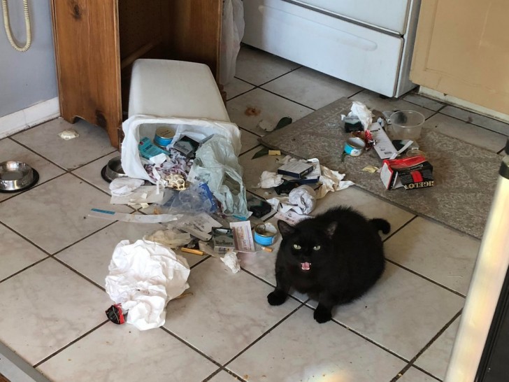 3. Diese Katze ist auf Diät und scheint diese nicht sehr gut zu vertragen. Er hat den Müll durchwühlt und das ist das Ergebnis.