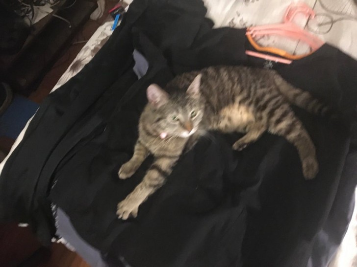 7. Sie waren gerade mit dem Waschen und Bügeln ihrer Kleidung fertig, als die Katze beschloss, sich auf sie zu stellen. Bequemes Sweatshirt, nicht wahr?