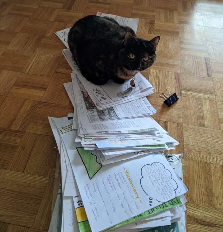 9. Ce chat détruit des piles de papiers bien organisées dès qu'il en a l'occasion. Il vaudrait mieux les mettre sous clé.
