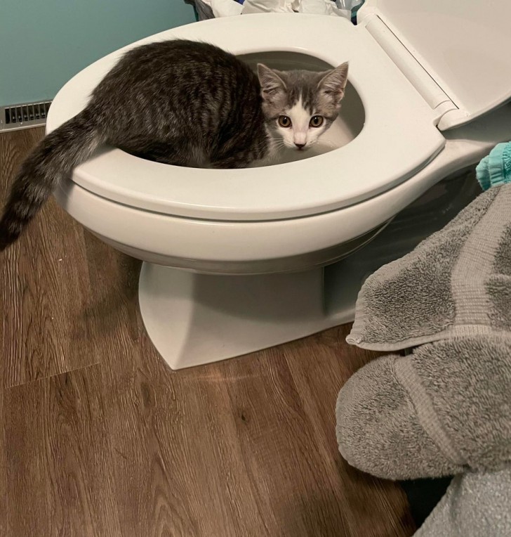 Ich gehe ins Bad und was finde ich vor mir? Eine sehr wohlerzogene Katze, die die Toilette „benutzen“ kann!