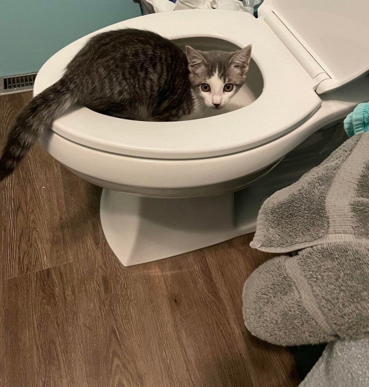 "Je vais aux toilettes, et qu'est-ce que je vois ? Un chat très bien élevé qui sait "utiliser" les toilettes !"