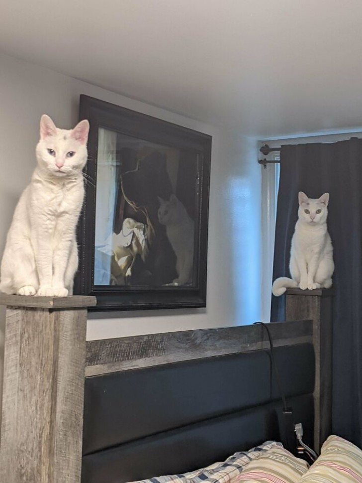 Parecen dos estatuas, sin embargo son mis dos gatos que me miran de modo preocupante...