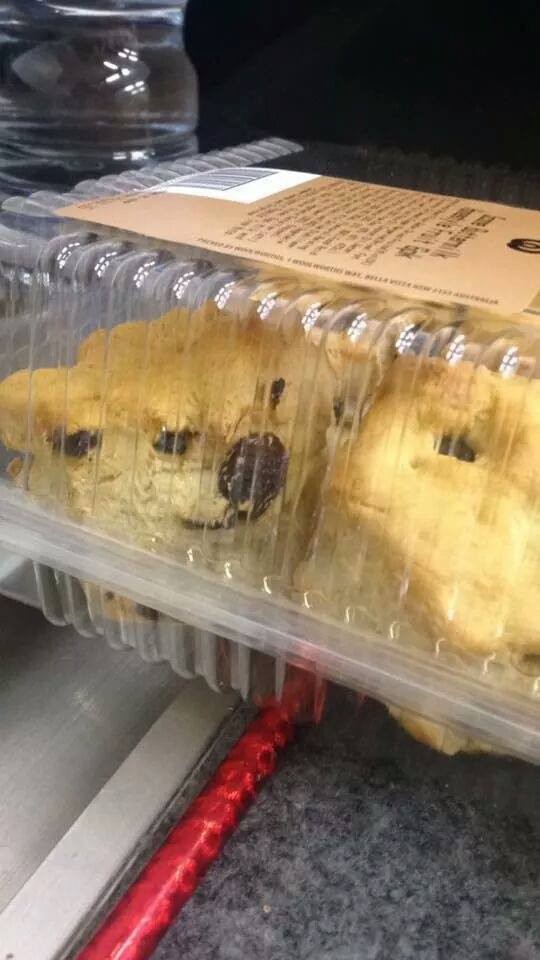 15. Het ziet eruit als een hondje die in een plastic doos zit, maar wees gerust: het is gewoon brood!