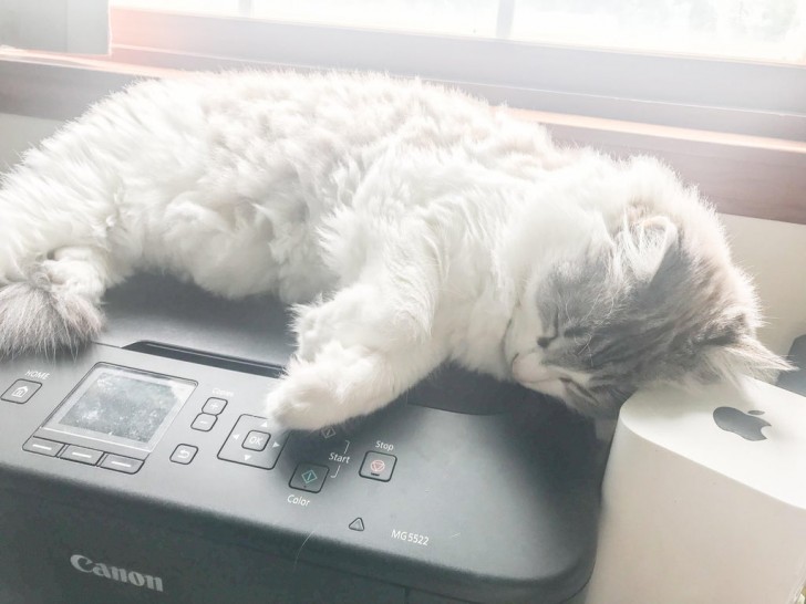 11. La padrona dice che questo gatto ha ben 5 cucce ma, immancabilmente, sceglie sempre di andare a dormire sopra la stampante.
