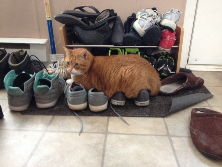 18. Da wussten wir noch nicht, dass Schuhe auch bequem sein können. Aber wenn es darum geht, ihre Besitzer sprachlos zu machen, finden Katzen immer einen Weg.