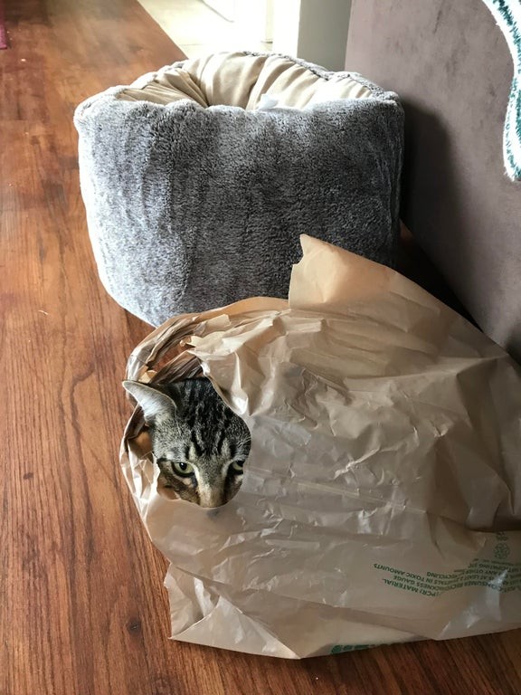 19. Un autre chat qui a préféré un sac étrange et inconfortable à une couchette douce et accueillante. Nous aimerions juste savoir pourquoi.
