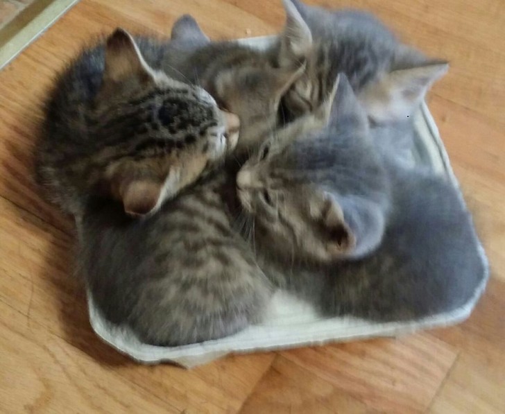 2. Sembra lo scatolo di cartone delle uova: certo, i gatti sono piccolini, ma riescono davvero a stare comodi tutti insieme?