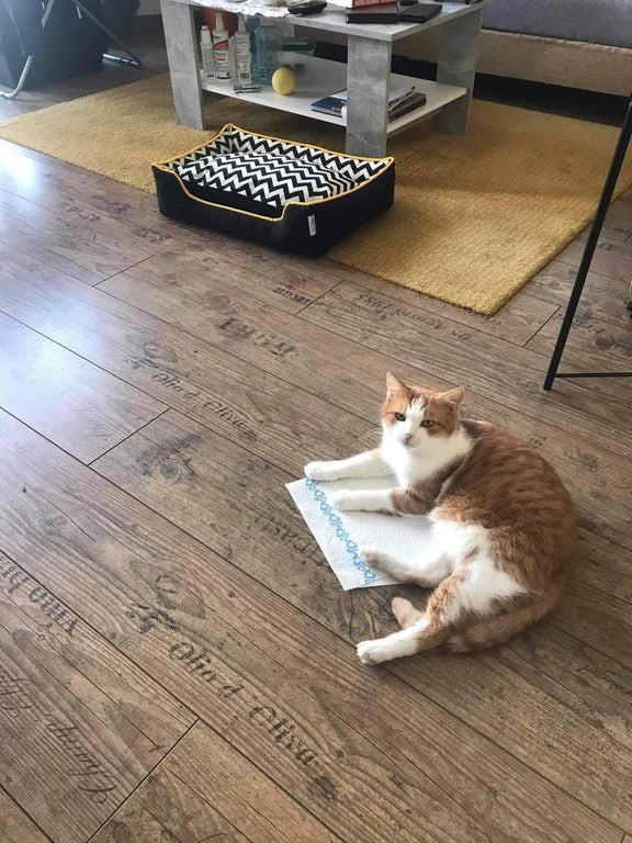 3. C'è la cuccia proprio lì vicino: alta, morbida e che invita al sonnellino. Ma il gatto sceglie di sdraiarsi sul foglio di carta.