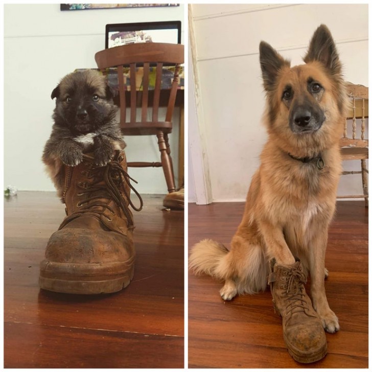 2. Trois ans de différence entre les deux photos et la même botte : le petit chien a cependant légèrement grandi entre-temps.
