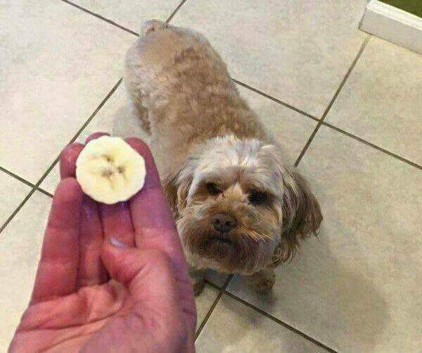 8. Cette tranche de banane semble reproduire à l'identique l'expression maussade du chien : quelque chose ne va pas.