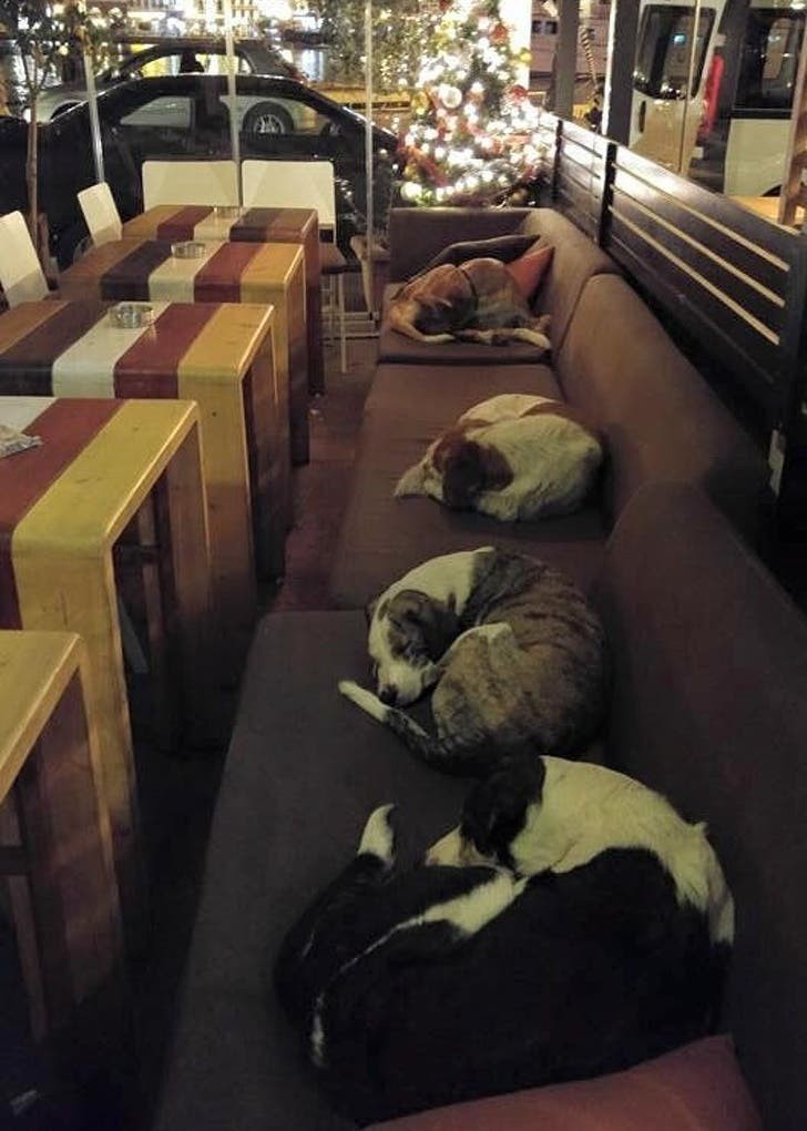 A restaurant leaves the shutter open at night to ensure a warm place to sleep for stray dogs: what a great idea!