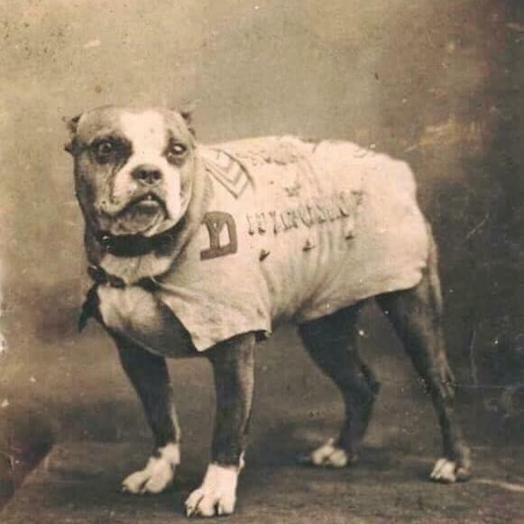 15. Il Sergente Stubby è stato il cane più decorato nella storia militare degli Stati Uniti: salvò la vita di innumerevoli uomini sul campo.