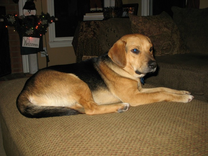 11. L'incrocio tra un Beagle e un Pastore Tedesco: anche stavolta l'incrocio ha dato vita ad un bellissimo cagnolone.