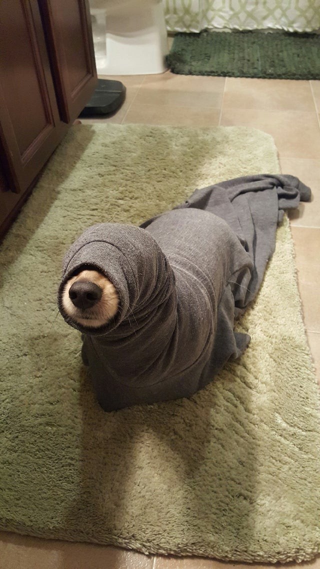 But is that a dog or a very cute seal?