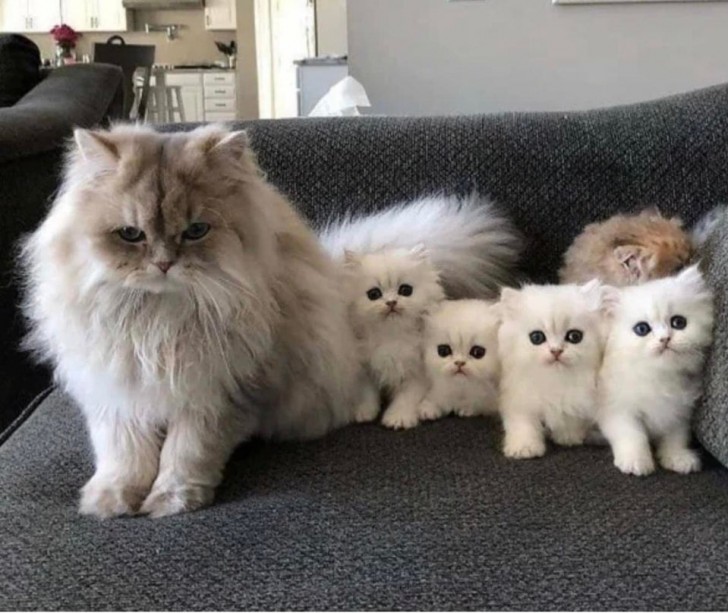 Non uno, ma ben quattro piccoli peluche tutti da coccolare e ammirare: ma quanto sono belli!