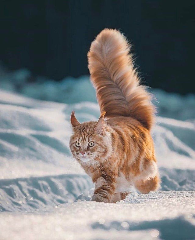 This cat's tail can't be real, come on!