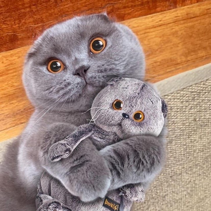 This cute kitten has a cuddly toy identical to him!