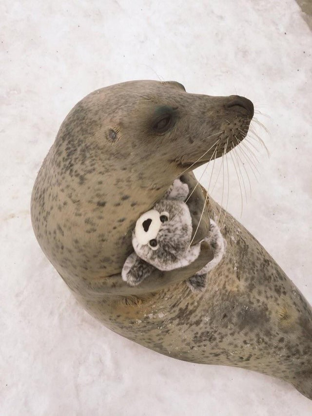 Uma foca bebê com seu bicho de pelúcia favorito!