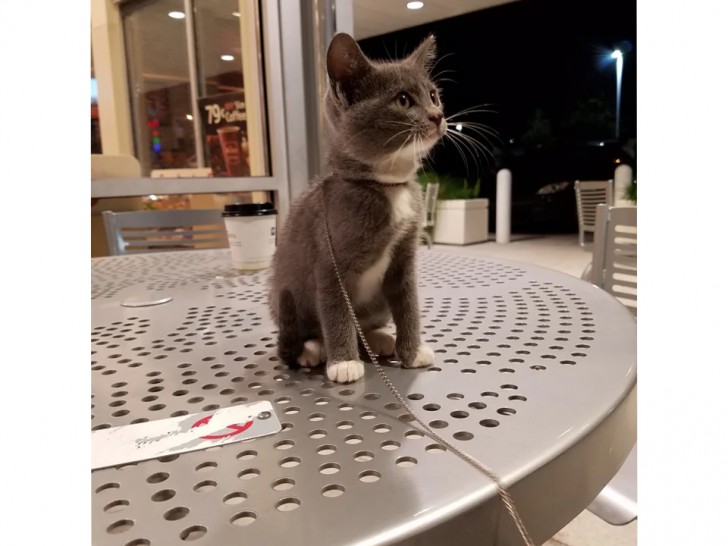 Pensavo fosse un peluche, poi ho deciso di adottarlo: vi presento Stormy!