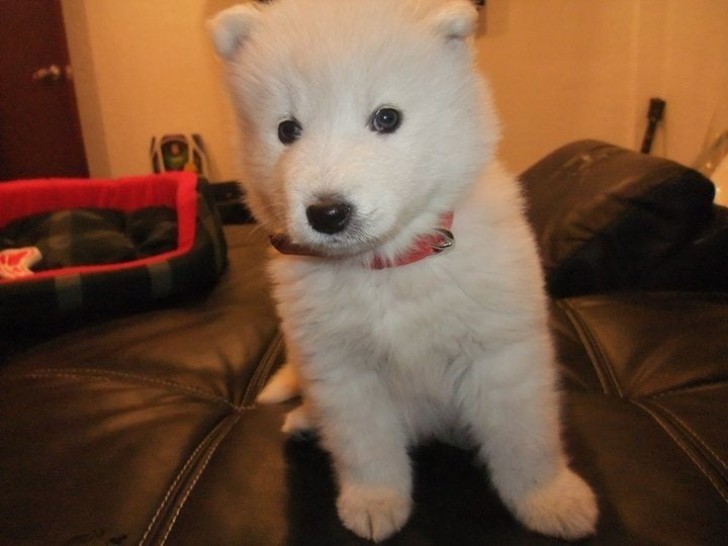 Un chien ou une peluche ? Dur à définir !