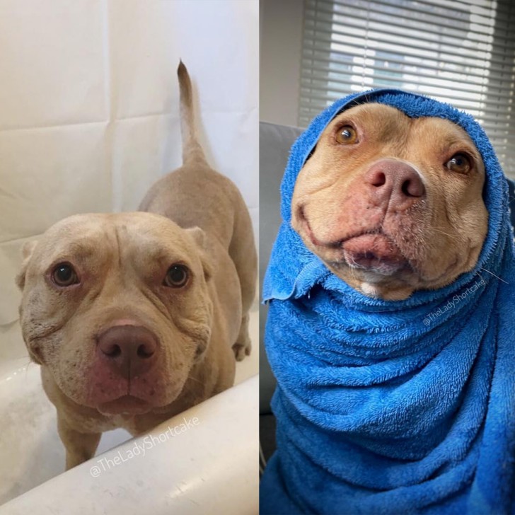Before and after his bath ... he's so cute he looks fake!