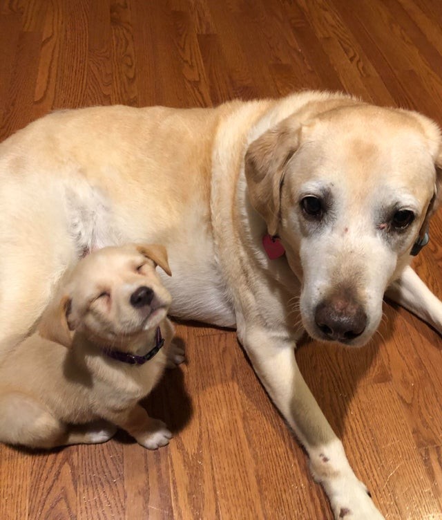 De pup is zo schattig dat we hem eindeloos zouden willen knuffelen!