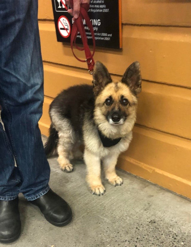 It looks like a stuffed toy, but it's actually an adult German Shepherd with dwarfism