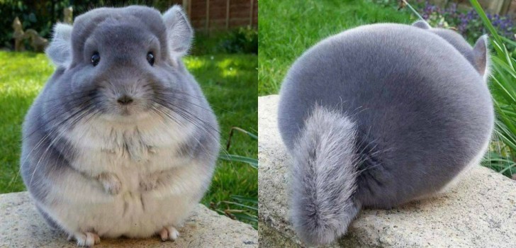 A perfectly round rodent!