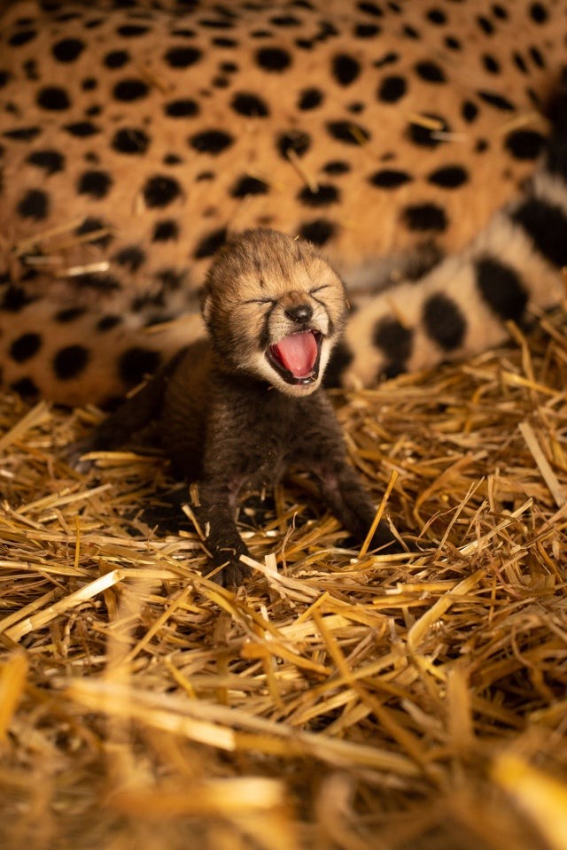 Miren que tierno este leopardo recién nacido...¿no parece salido de un dibujo animado?