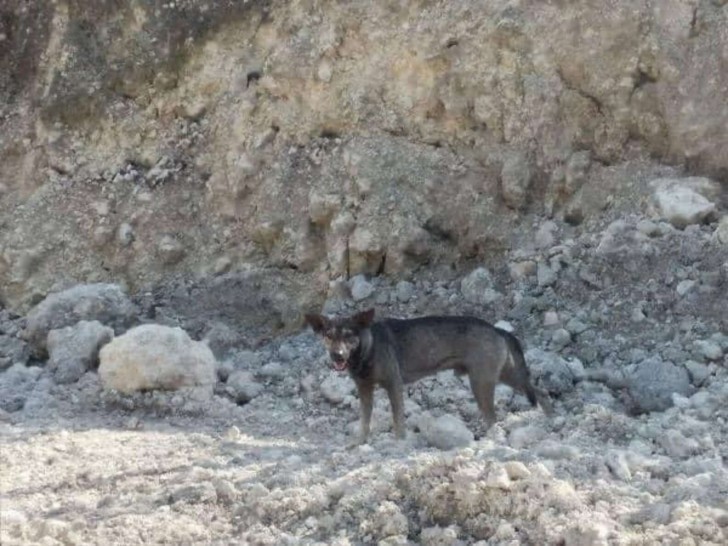 Ein streunender Hund hört erst auf zu bellen, als ihm ein