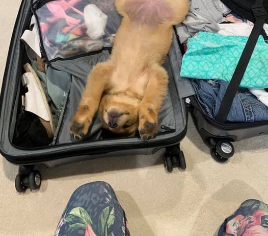 16. Anche la valigia è un luogo comodo per dormire, specialmente quando sotto ci sono tanti vestiti su cui lasciare i peli.