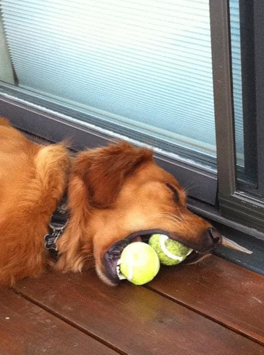 3. Celle-ci est vraiment improbable. Comment s'est-il endormi avec deux balles de tennis dans la bouche ?