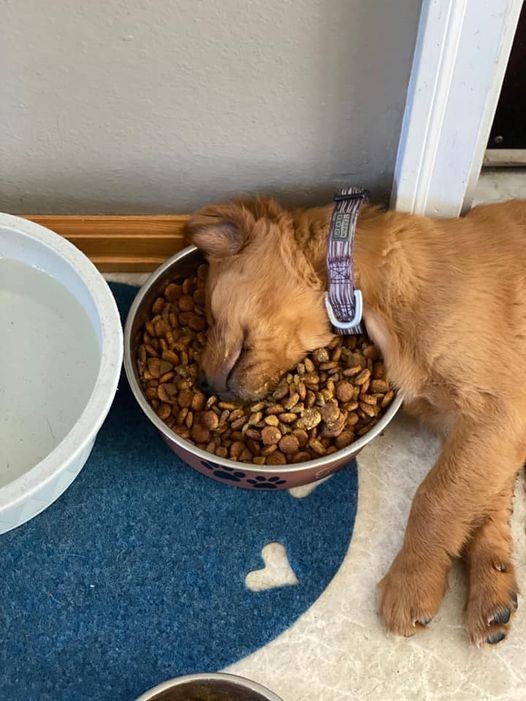 6. Quando il sonno arriva, neanche la fame può fermarlo: questo cucciolo si è addormentato sopra le crocchette.