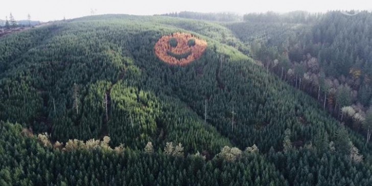 16. Ogni autunno, in questa zona boscosa dell'Oregon, appare questa faccina sorridente: non è semplice vederla da terra!