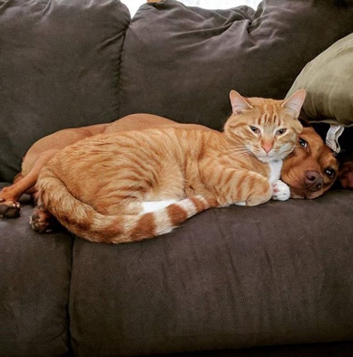ginger cat and vizslas/Instagram