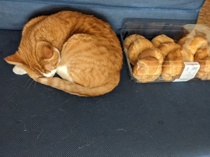 Kijk eens hoe lief mijn kat is... hij slaapt naast de croissants!