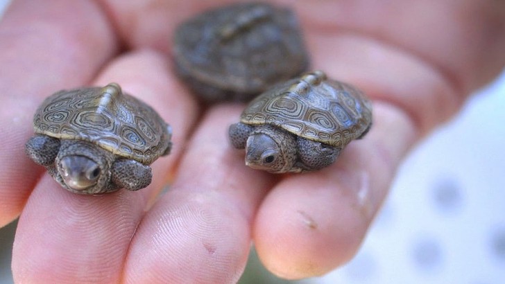 Not just cats and dogs ... in my garden I also have beautiful baby turtles!