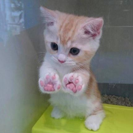 Look at those sweet little pink paws!