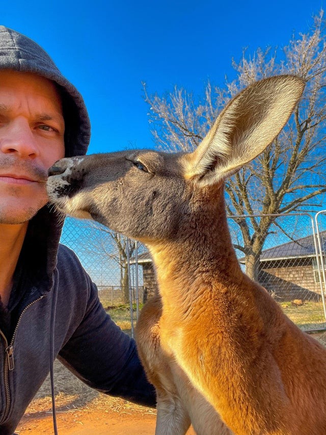Anders als Hunde und Katzen ... in Australien ist die Zuneigung, die Kängurus geben, wirklich einzigartig!